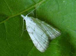 Attēlu rezultāti vaicājumam “Nola aerugula”