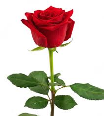 Image result for FOTO ROSA