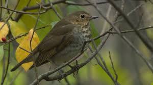 Image result for Catharus ustulatus