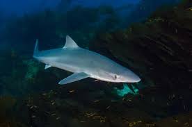 Image result for Galeorhinus galeus