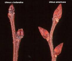 Attēlu rezultāti vaicājumam “Ulmus x hollandica”