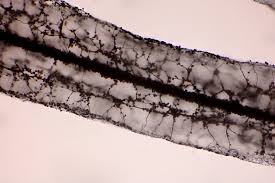 Attēlu rezultāti vaicājumam “Stemonitopsis hyperopta var. landewaldii stalked”