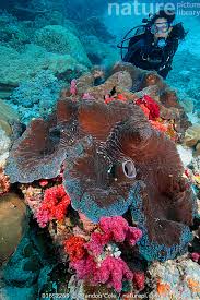 Image result for tridacna