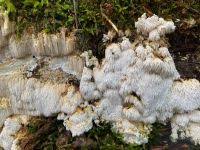 Attēlu rezultāti vaicājumam “Dentipellis fragilis”