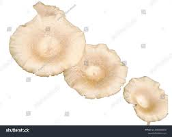 Attēlu rezultāti vaicājumam “Langermania gigantea”