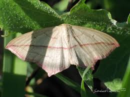 Attēlu rezultāti vaicājumam “Timandra comae”