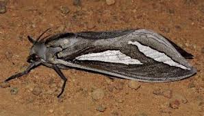 Attēlu rezultāti vaicājumam “Hepialidae”