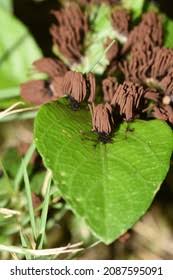 Attēlu rezultāti vaicājumam “Symphytocarpus flaccidus young”