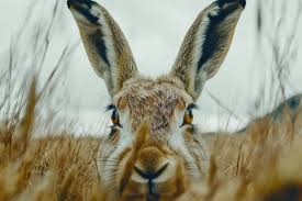 Attēlu rezultāti vaicājumam “Lepus europaeus”