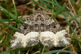 Attēlu rezultāti vaicājumam “Euphyia unangulata”