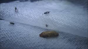 Attēlu rezultāti vaicājumam “Syrphus sp. larva”