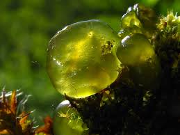 Attēlu rezultāti vaicājumam “Nostoc commune”