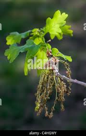 Attēlu rezultāti vaicājumam “Quercus robur male flower”