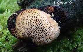 Attēlu rezultāti vaicājumam “Dichomitus campestris”