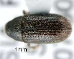 Attēlu rezultāti vaicājumam “Tomicus minor”