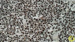 Attēlu rezultāti vaicājumam “Lecanora argentata”