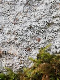 Attēlu rezultāti vaicājumam “Thelotrema lepadinum”