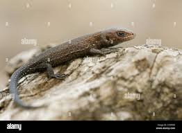 Attēlu rezultāti vaicājumam “Lacerta vivipara juvenile”