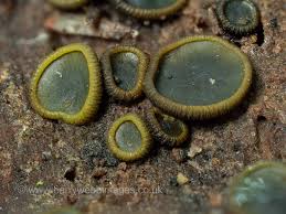 Attēlu rezultāti vaicājumam “Cribraria cancellata spores”