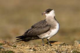 Attēlu rezultāti vaicājumam “Stercorarius parasiticus adult”