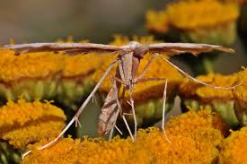 Attēlu rezultāti vaicājumam “Platyptilia gonodactyla”