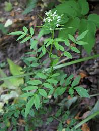 Attēlu rezultāti vaicājumam “Oenothera rubricauli leaf”