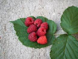 Attēlu rezultāti vaicājumam “Rubus idaeus leaf”
