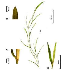 Attēlu rezultāti vaicājumam “Potamogeton compressus”