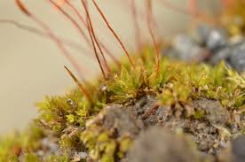 Attēlu rezultāti vaicājumam “Tortula lingulata macro”