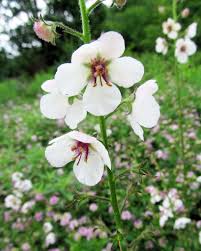 Attēlu rezultāti vaicājumam “Verbascum blattaria”