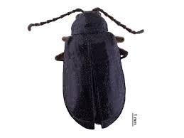 Attēlu rezultāti vaicājumam “Altica sp.”