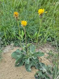 Attēlu rezultāti vaicājumam “Hypochaeris maculata leaf”