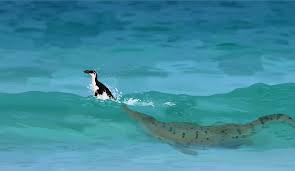 Image result for Pinguinus impennis