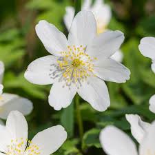 Attēlu rezultāti vaicājumam “Anemone nemorosa flower”