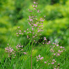 Attēlu rezultāti vaicājumam “Thalictrum minus”