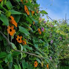 Image result for schwarzäugige Susanne