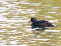 Attēlu rezultāti vaicājumam “Melanitta nigra male”