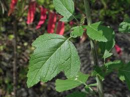 Attēlu rezultāti vaicājumam “Sinapis alba leaf”