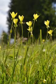 Attēlu rezultāti vaicājumam “Saxifraga hirculus”