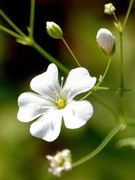 Image result for Gypsophila elegans