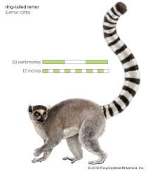 lemur ile ilgili görsel sonucu