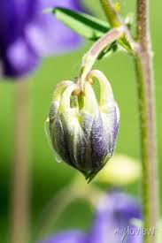 Attēlu rezultāti vaicājumam “Aquilegia vulgaris bud”