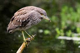 Image result for Nycticorax nycticorax