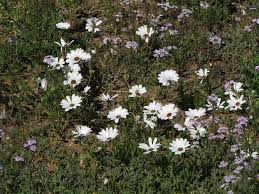 Image result for Dimorphotheca pluvialis