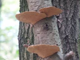 Attēlu rezultāti vaicājumam “Inonotus radiatus”