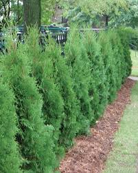 Attēlu rezultāti vaicājumam “Thuja occidentalis”