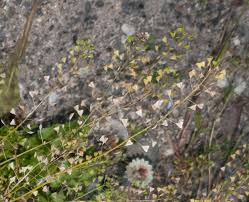 Attēlu rezultāti vaicājumam “Capsella bursa-pastoris fruit”