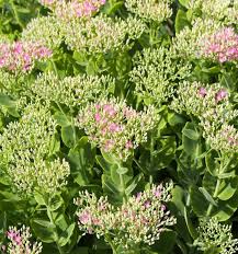 Attēlu rezultāti vaicājumam “Hylotelephium telephium”