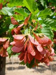 Attēlu rezultāti vaicājumam “Acer tataricum”