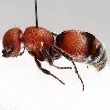 Attēlu rezultāti vaicājumam “Mutilla europaea”